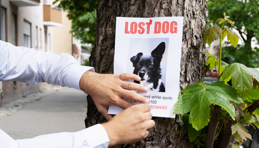 How GPS Pet Trackers Keep Your Pets & Belongings Safe at Home & Outdoors.