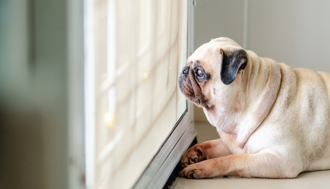 Pet Anxiety at Home: How Smart Cameras Help Comfort Pets.