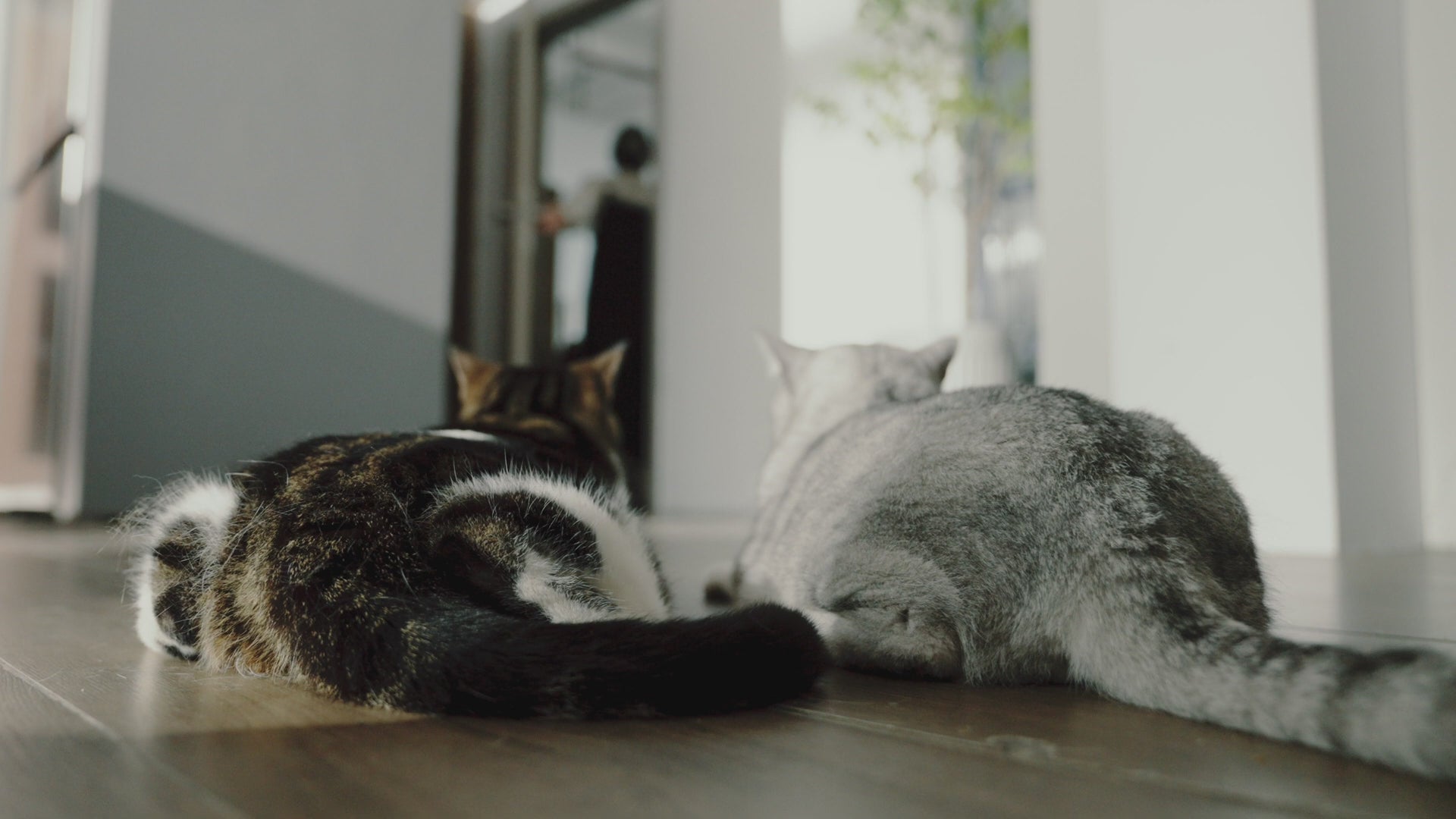 PawSwing Pro Self-Grooming Cat House